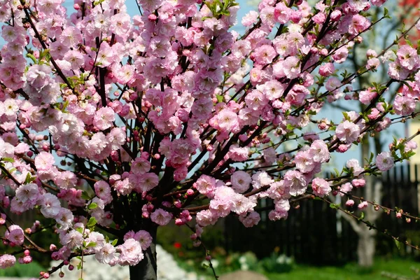 Prunus triloba - kvetoucí mandloň — Stock fotografie