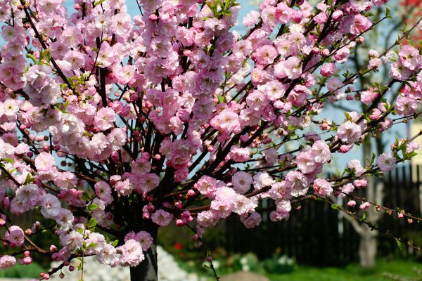Prunus triloba - flowering almond