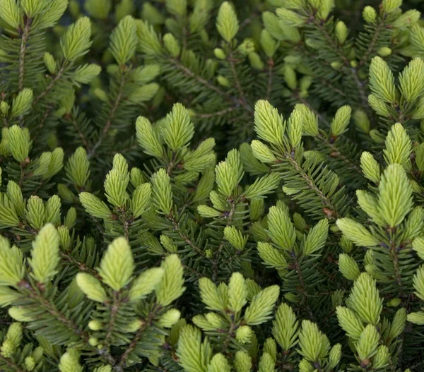 stock image Fresh pine shoots