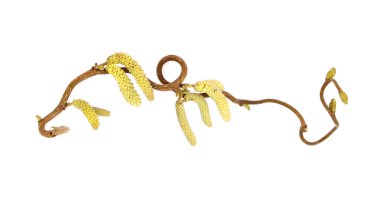 Catkins of corkscrew hazel clipart