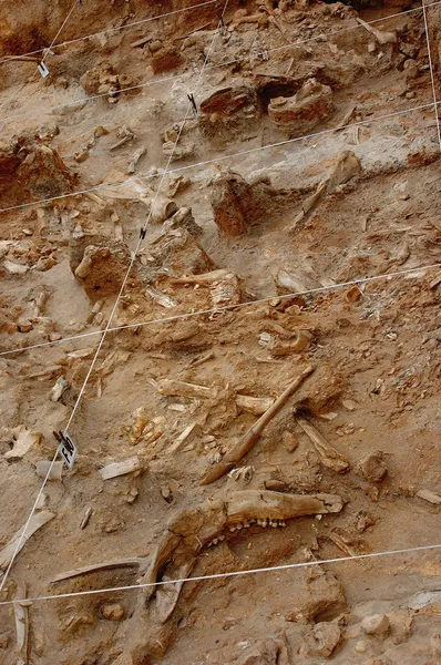 Fossil bone dig — Stock Photo, Image