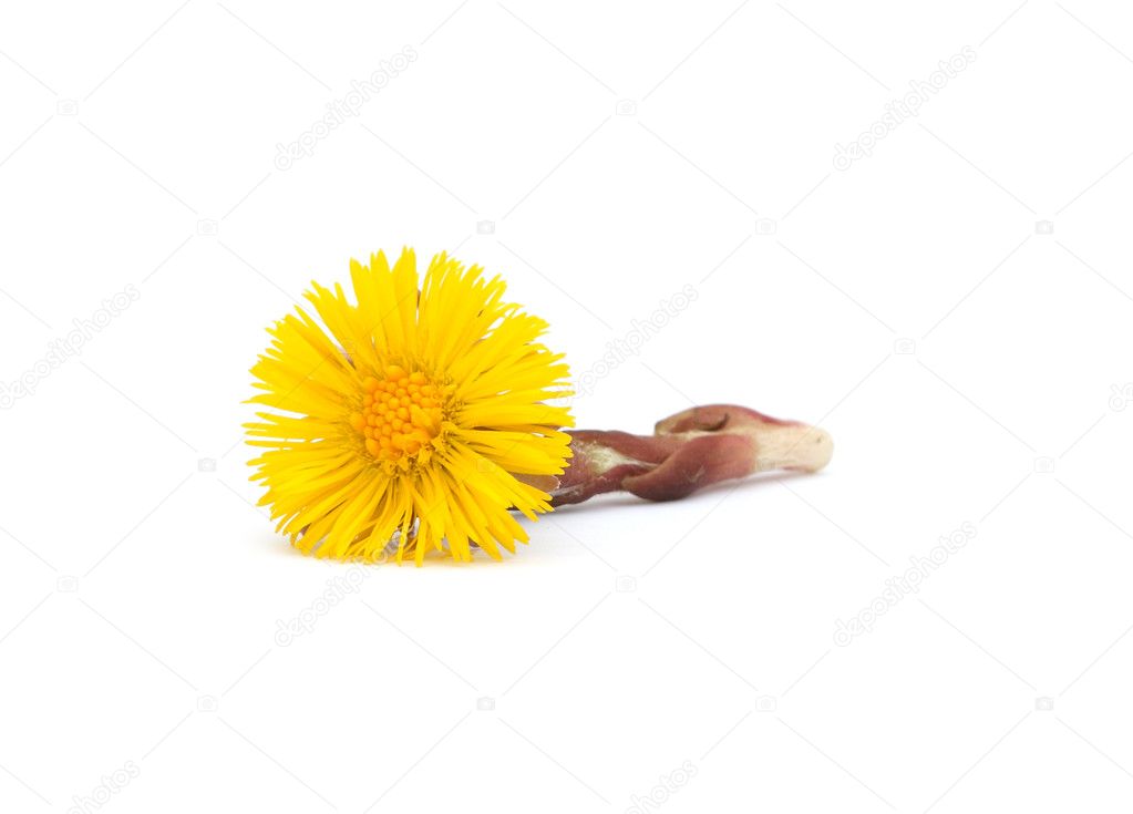 Coltsfoot isolated on white