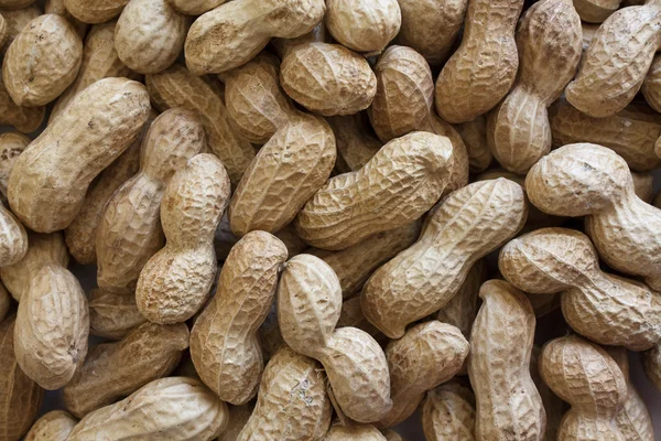 stock image Peanuts In Shell