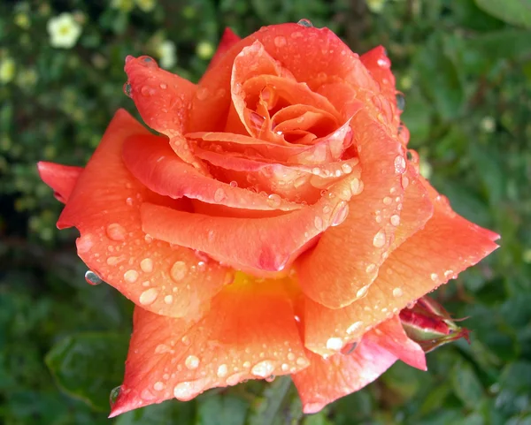 Rose With Dew — Stock Photo, Image