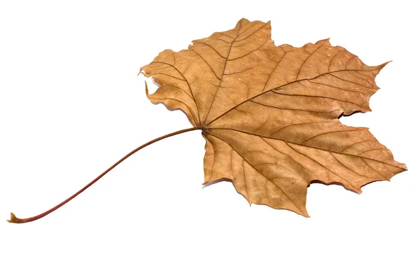 Golden Dry Leaf — Stock Photo, Image
