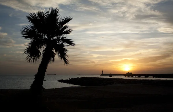 stock image Palm Tree And Sunset