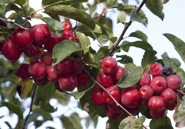 Stock image Autumn Berries