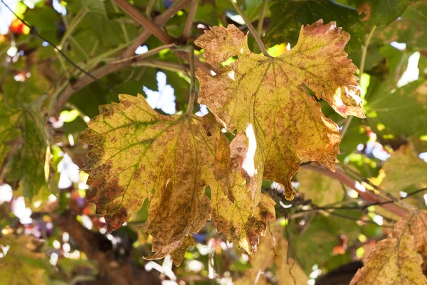 Vine Leaves — Stock Photo, Image