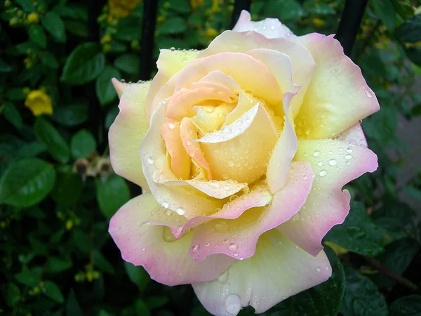 Rose with Dew — Stock Photo, Image