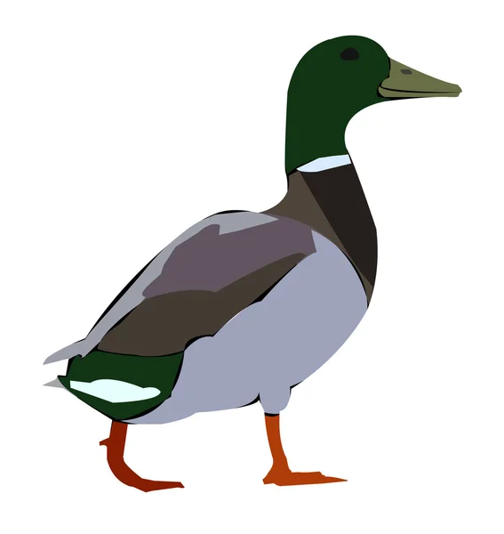 stock image Duck with a green head