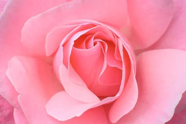 stock image Pink rose