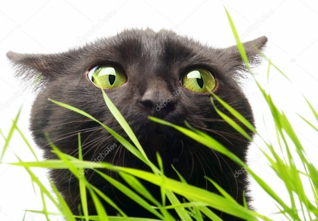 Черный кот, трава, горшок бесплатно