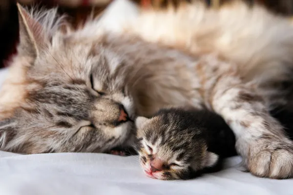 Кот и ее котенок спят — стоковое фото