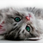 stock-photo-kitten-lays-isolated