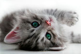 Kitten lays - isolated