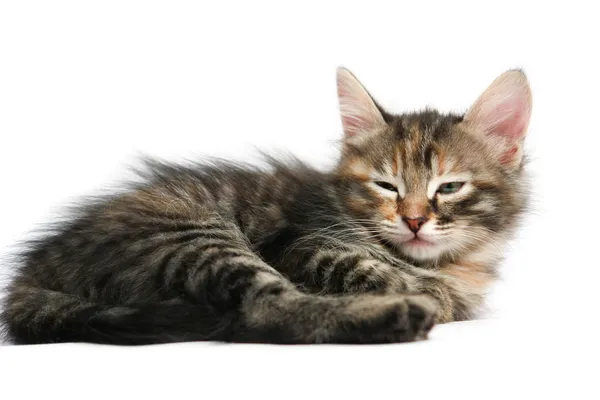 Котенок - изолирован — стоковое фото