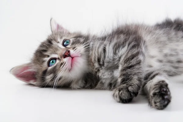 Kitten lays - isolated — Stock Photo, Image