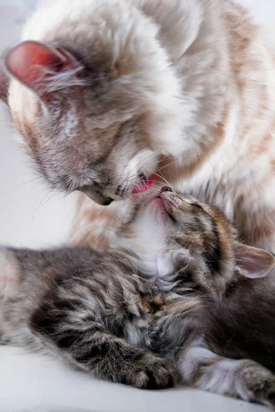 Kat en haar kitten — Stockfoto