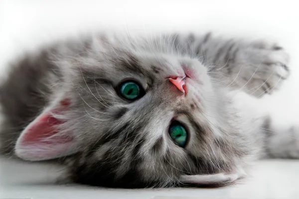 Kitten legt - geïsoleerd — Stockfoto
