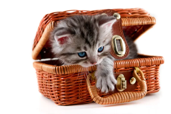 Kotě v košíku — Stock fotografie