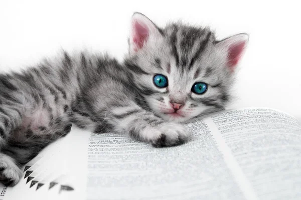 Котенок и книга - изолированы — стоковое фото