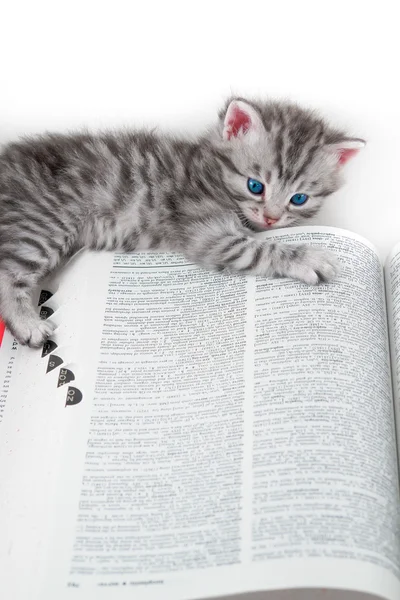 Gattino e libro isolato — Foto Stock