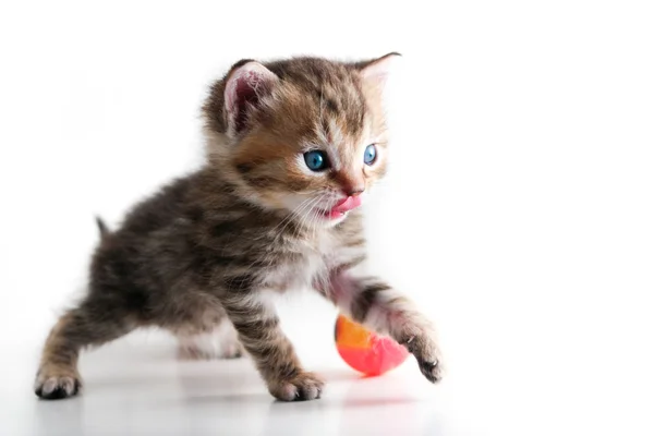 Котенок играть мяч - изолированы — стоковое фото