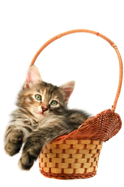 Kotě v košíku — Stock fotografie