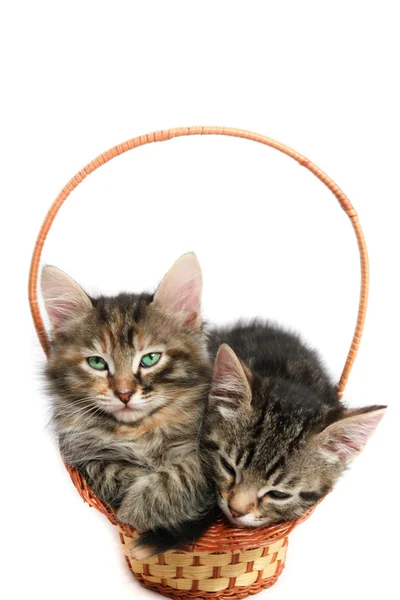 Koťata v košíku — Stock fotografie