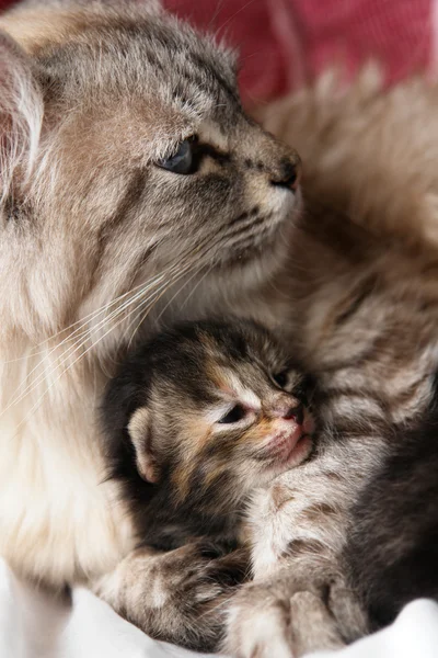 猫と彼女の子猫の抱擁 ストックフォト
