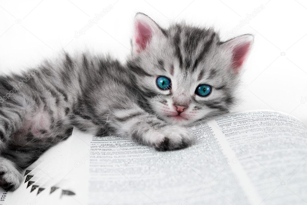 Kitten and book - isolated