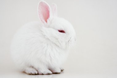 beyaz tavşan portre