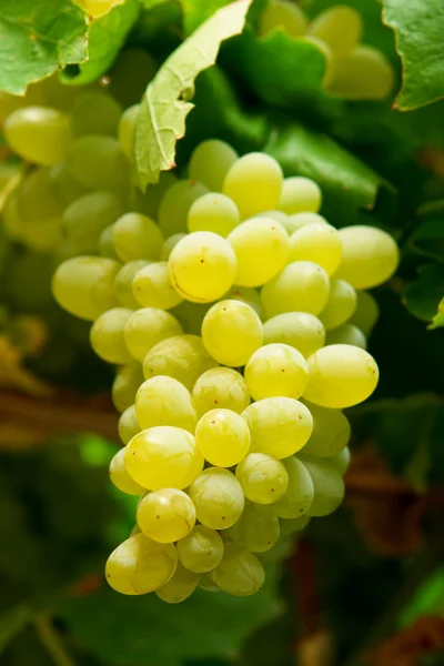 Виноград на ветке — стоковое фото