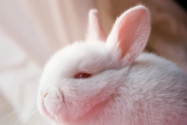 Porträt eines weißen Kaninchens — Stockfoto