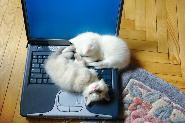 Dizüstü bilgisayar üstünde belgili tanımlık yavru kedi — Stok fotoğraf