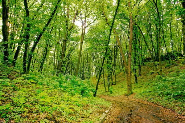 Camino forestal — Foto de Stock