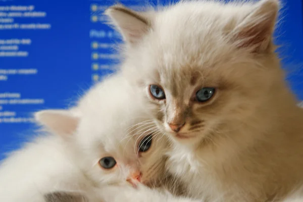Kittens with computer screen background — Stock Photo, Image
