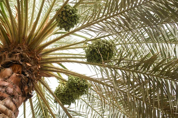 Tarihler palmiye ağacı — Stok fotoğraf