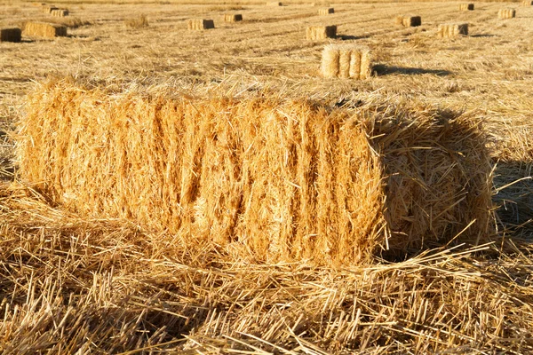 stock image Rectangular hay bales