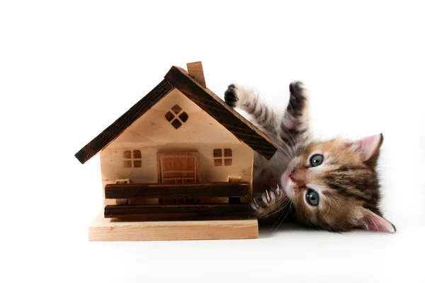 Kitten tiene bienes raíces - aislado —  Fotos de Stock