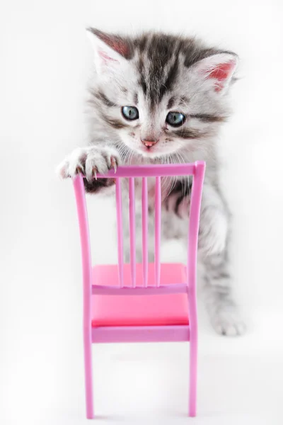 Kitten and toy chair - isolated — Stock Photo, Image