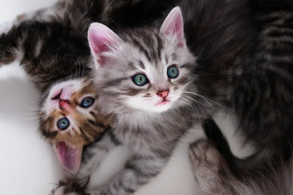 Yavru kedi bırakır - beyaz arka plan — Stok fotoğraf