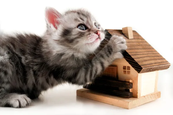 Kotek ma nieruchomości - na białym tle — Zdjęcie stockowe