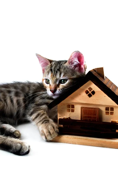 Kitten has real estate - isolated — Stock Photo, Image