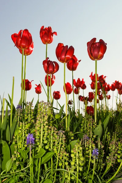 春の時間の赤の明るいチューリップ ロイヤリティフリーのストック画像