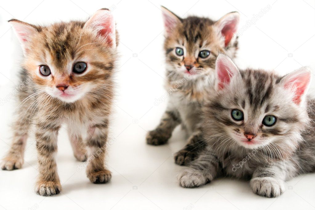 Kittens - isolated