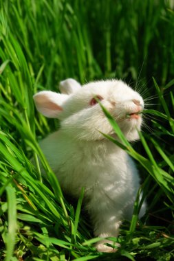 Cute white rabbit eats grass clipart