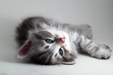 Kitten lays - gray background clipart
