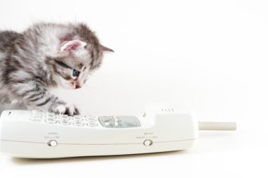 Kitten and wireles phone clipart