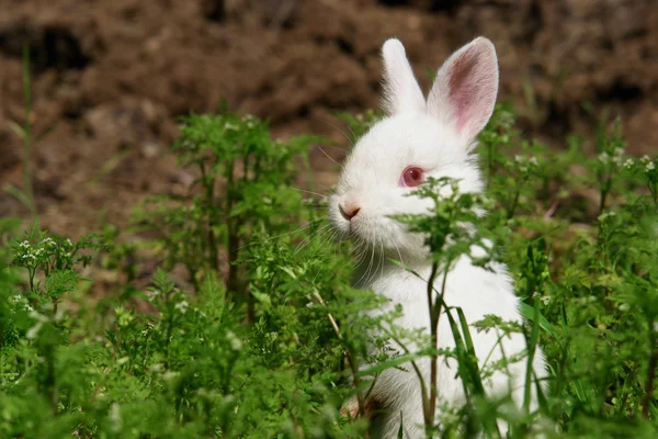 Cute white rabbit hides in meadow — Stock Photo, Image